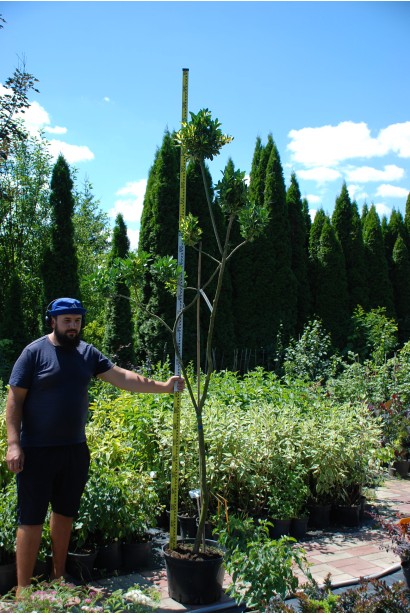 Бруслина форчуна Блонді / Інтерболві на штамбі | Бересклет форчуна Блонди / Интерболви на штамбе | Euonymus fortunei Blondy / Interbolwi on shtambe